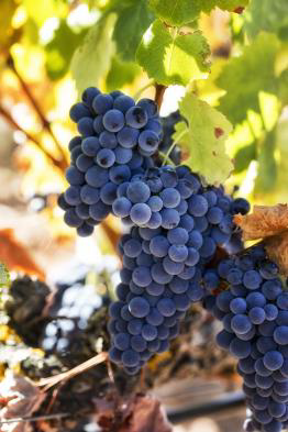 vale merce site 1 17