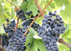 vale merce site 1 18